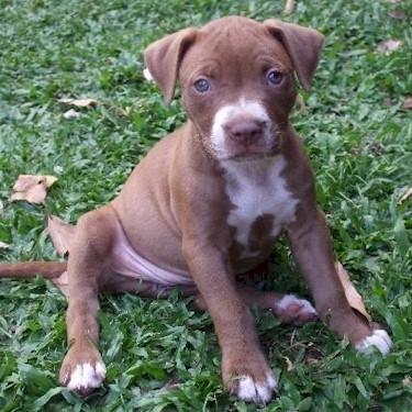 media/Golden Pits Lacey Pit Bull.jpg